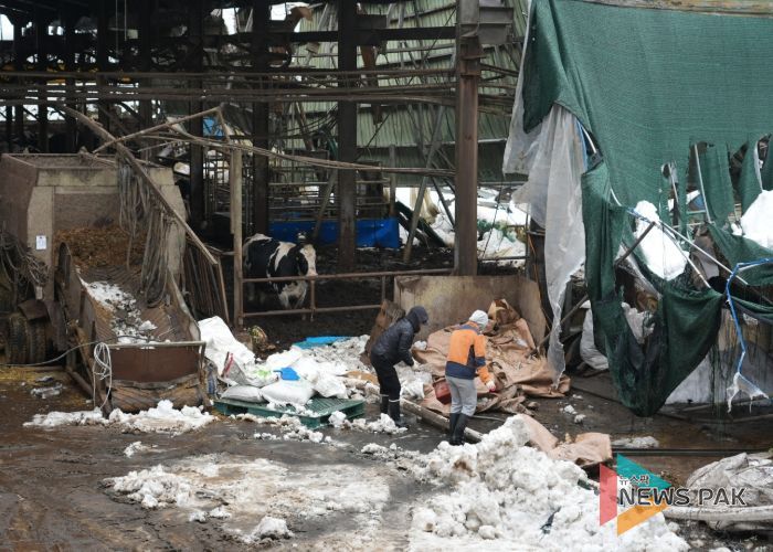 117년 만에 내린 폭설에 따른 안성시 특별재난지역 지정 촉구 건의