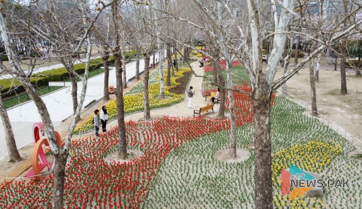 평촌중앙공원 봄꽃