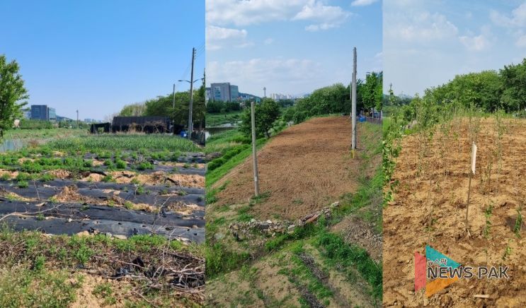 석수동 충훈대교 인근 시유지 복원 사진(왼쪽부터 철거전_철거후_무궁화 식재후)