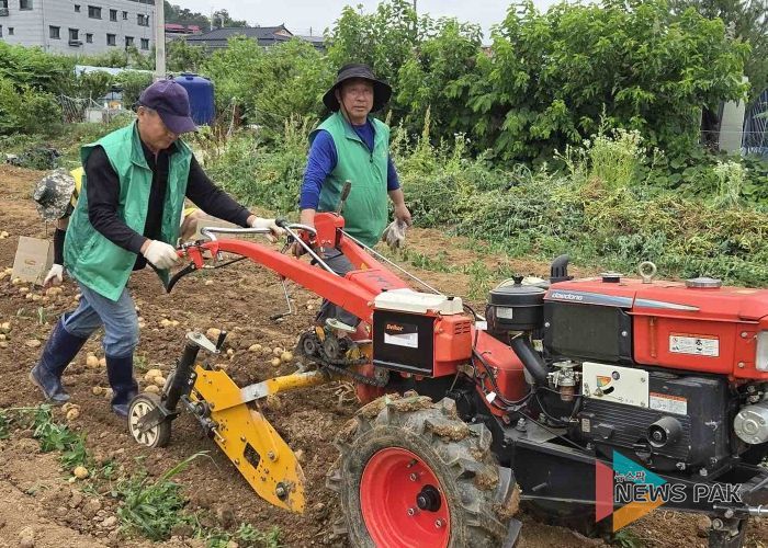오산시 초평동새마을지도자협의회, 휴경지 활용 감자 수확으로 이웃사랑 실천