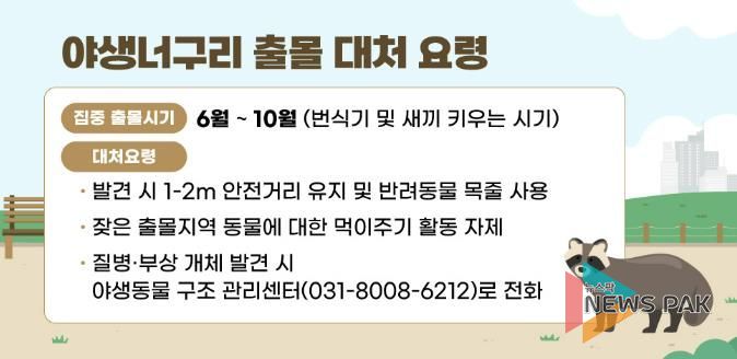 잦아진 야생너구리 출몰…안양시, 대처요령 시민 홍보 나서