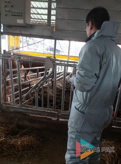 안성시, 2025년 하반기 구제역 백신 일제접종 실시