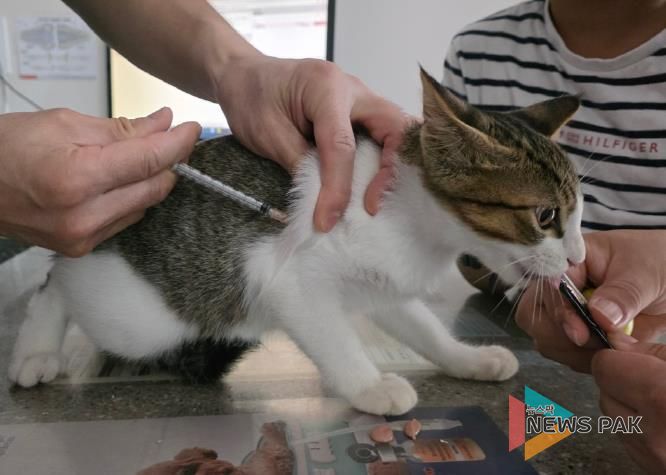 안성시, 2025년 하반기 광견병 예방접종 실시