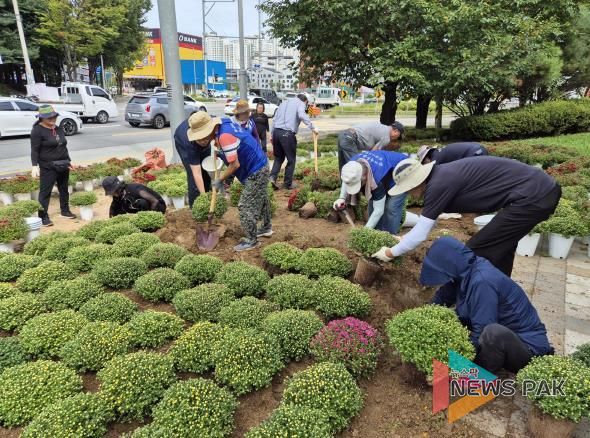 평택시 세교동, 2025년 가을맞이 국화꽃 식재 추진
