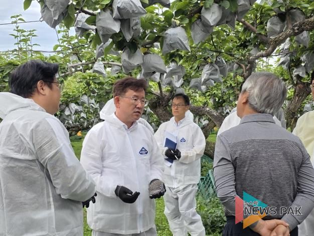 농촌진흥청장, 안성 배 생육 및 출하 현장점검 실시