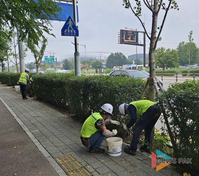 화성특례시 관계자가 향남 택지 내 가로수에 토양 개량 작업을 하고 있다