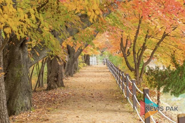 가평군, 옛 중앙내수면연구소 단풍길 16일간 개방