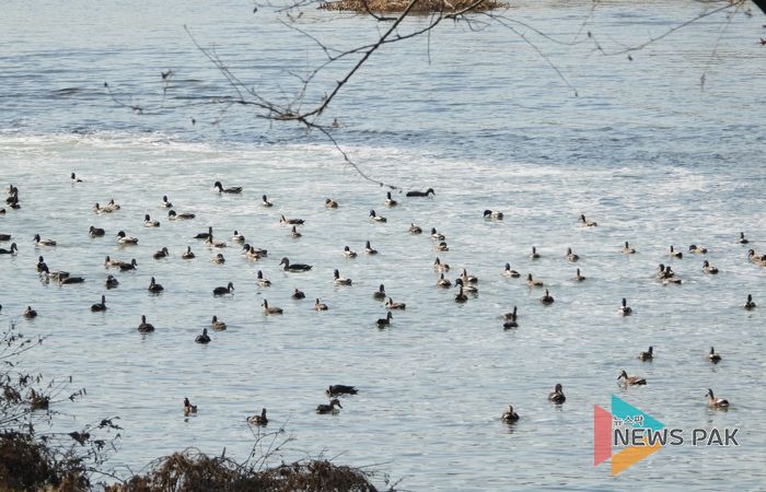 천연기념물 원앙 등 겨울 철새, 올해도 안양천 찾아와