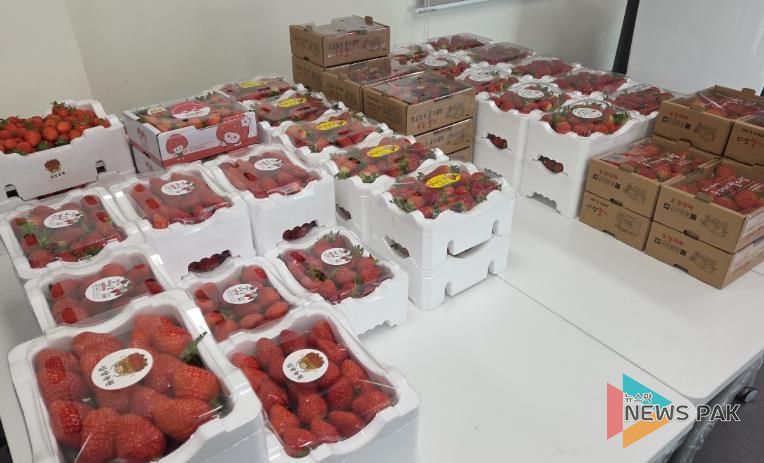 안성 딸기작목반 주관 ‘사랑의 딸기 기부행사’ 개최