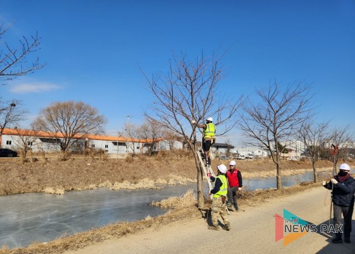 고양시 일산서구, 2026년 가로수 전정 사업 실시