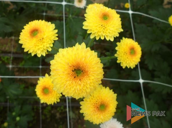 국화(큐티버블앰버)