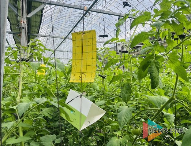 뿔나방 예찰트랩조사.jpg 바로보기뿔나방 예찰트랩조사