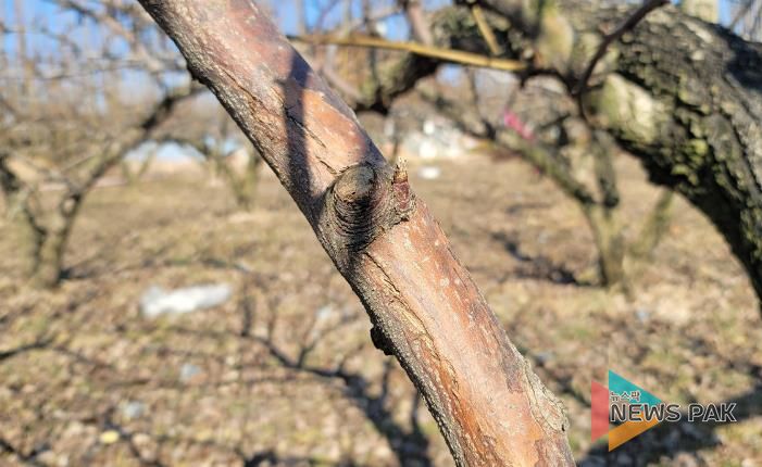 과수화상병 동계 궤양증상(배)